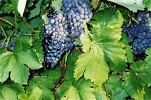 Pleasant Hill Winery